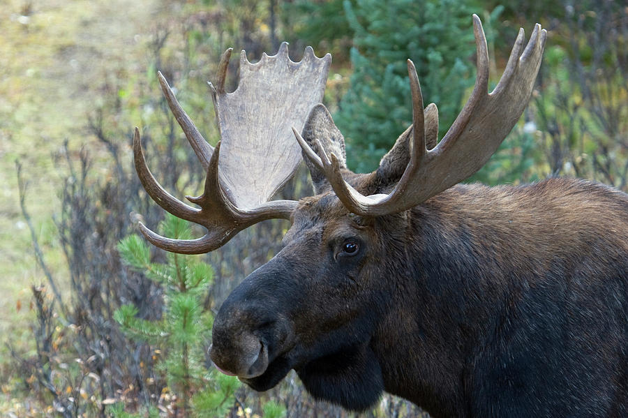 Shiras Bull Moose Photograph by Ken Archer - Fine Art America