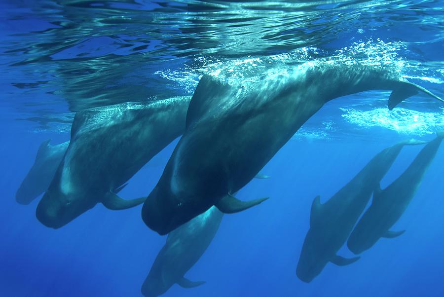 Short-finned Pilot Whales #5 Photograph by Christopher Swann/science Photo Library
