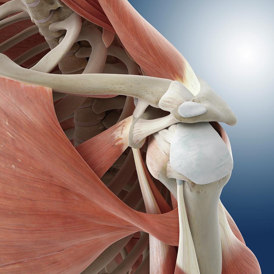 Shoulder Anatomy Photograph by Springer Medizin