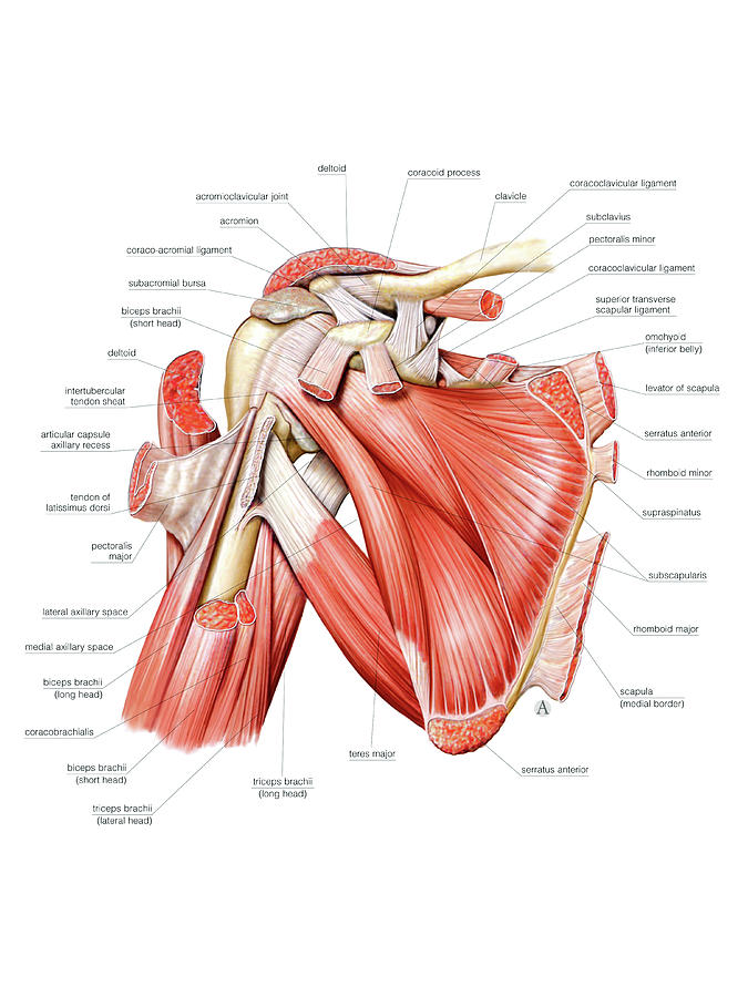 Shoulder Muscles Photograph By Asklepios Medical Atlas Fine Art America