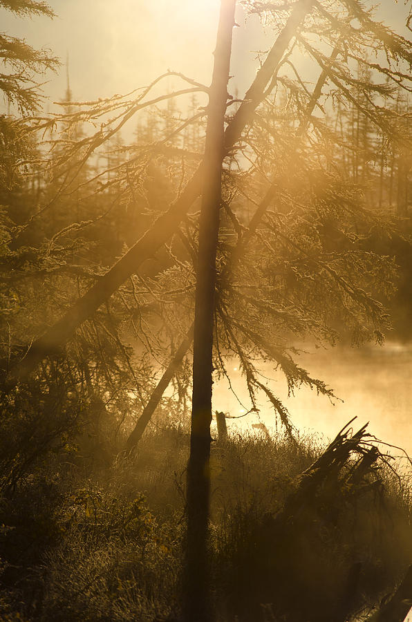 Siberian Sunrise Photograph by Mark Dornblaser - Fine Art America