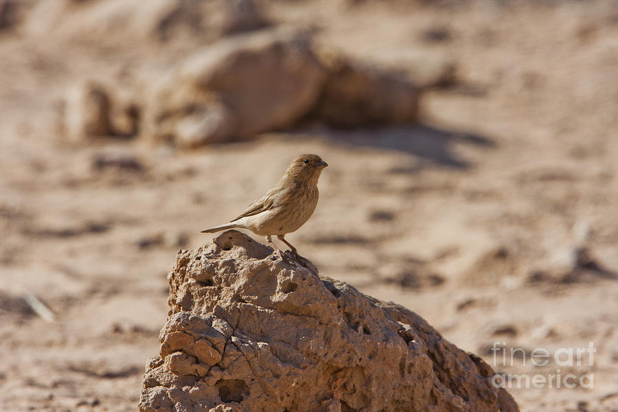 Finch Photograph - Sinai Rosefinch Carpodacus synoicus #5 by Eyal Bartov
