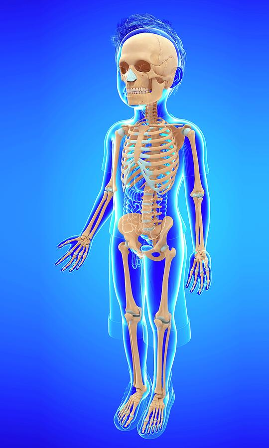 Skeletal System Of A Child #5 Photograph by Pixologicstudio/science Photo Library