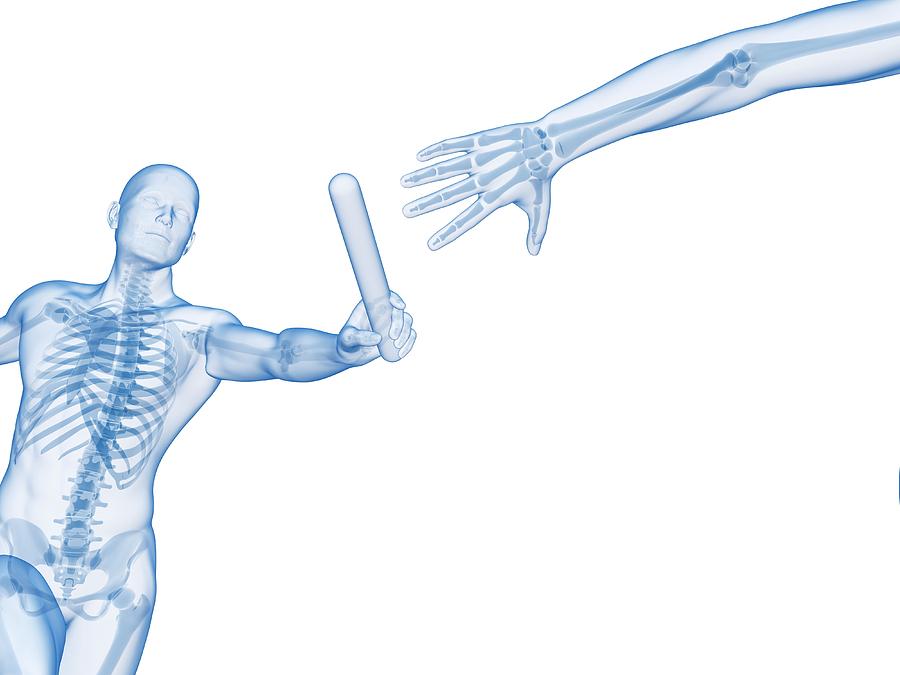 Skeletal System Of A Runner #5 Photograph by Sebastian Kaulitzki