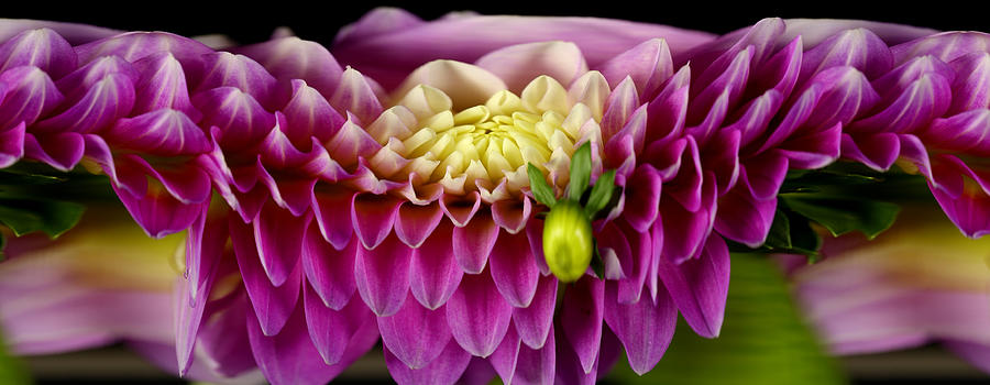 Slit-scan Image Of Dahlia Flower #5 Photograph by Ted Kinsman