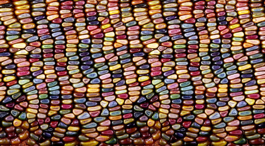 Slit-scan Image Of Flint Corn #5 Photograph by Ted Kinsman
