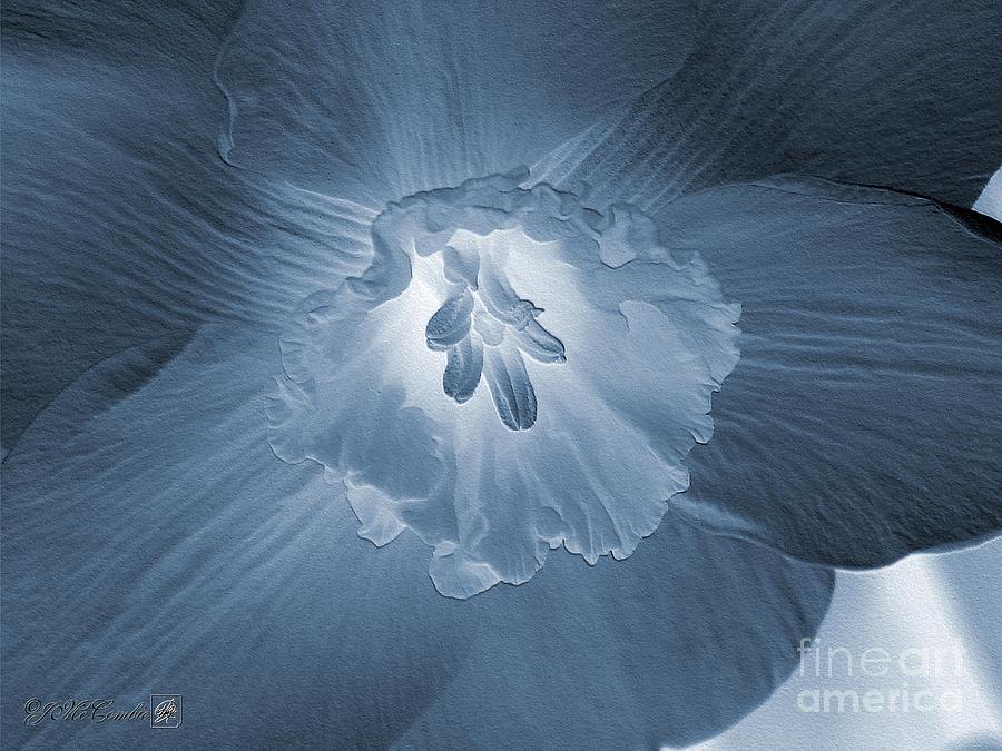 Flower Photograph - Small-Cupped Daffodil named Barrett Browning #5 by J McCombie