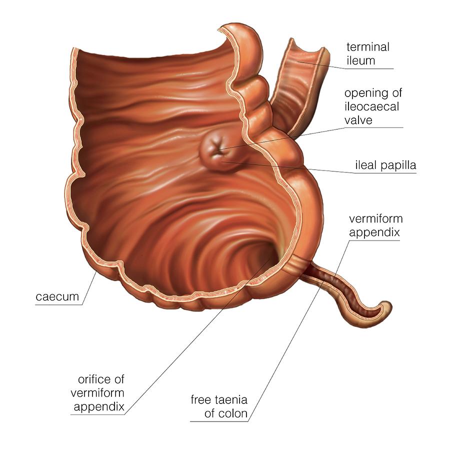Small Intestine Photograph By Asklepios Medical Atlas Fine Art America