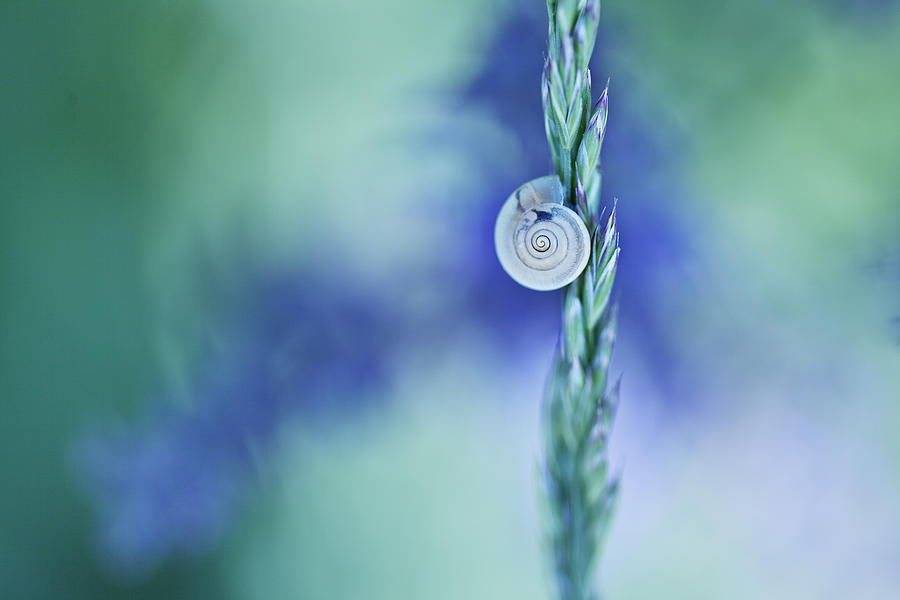 Spring Photograph - Snail on Grass #5 by Nailia Schwarz