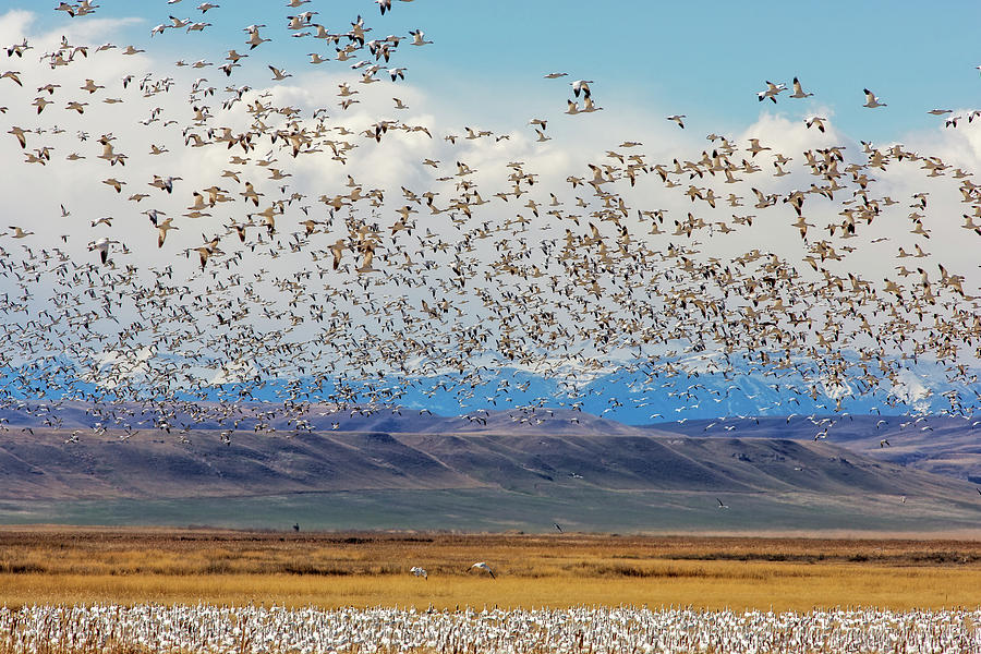 Snow Geese During Spring Migration Photograph by Chuck Haney - Fine Art ...