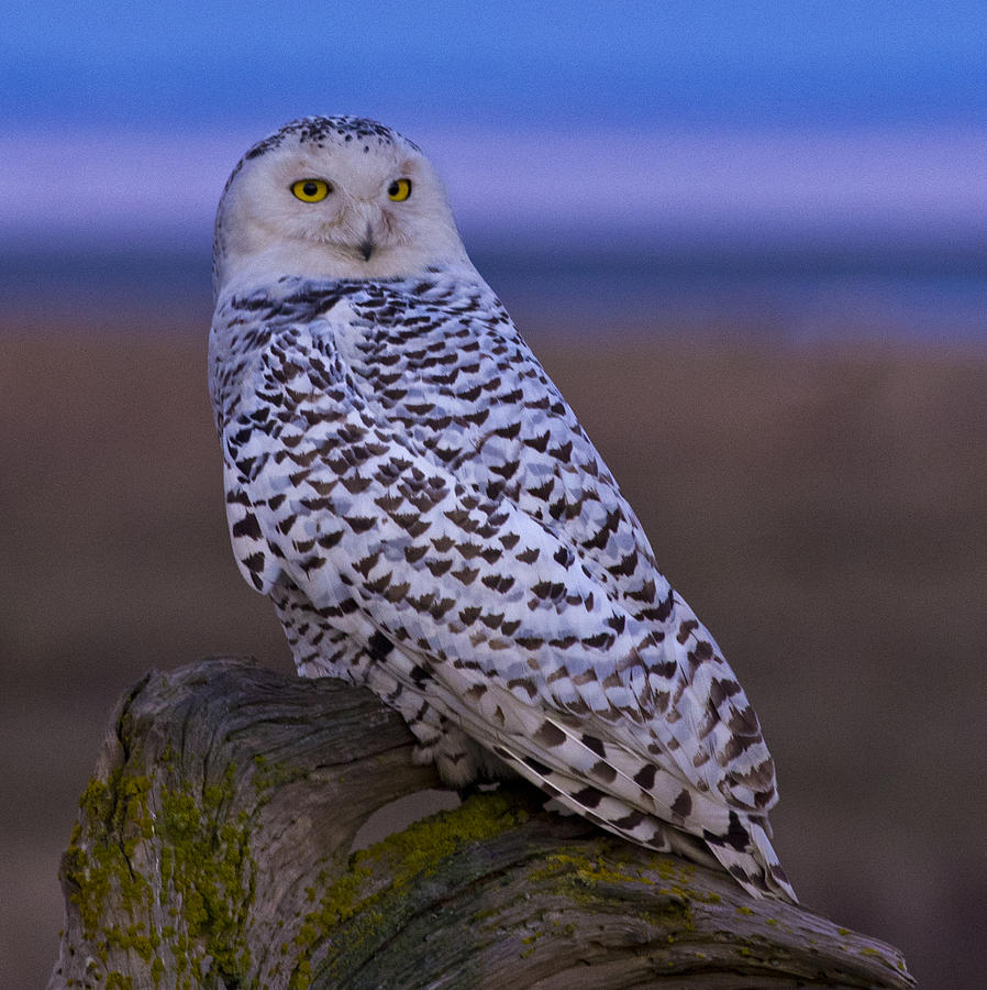 Snow Owl Photograph