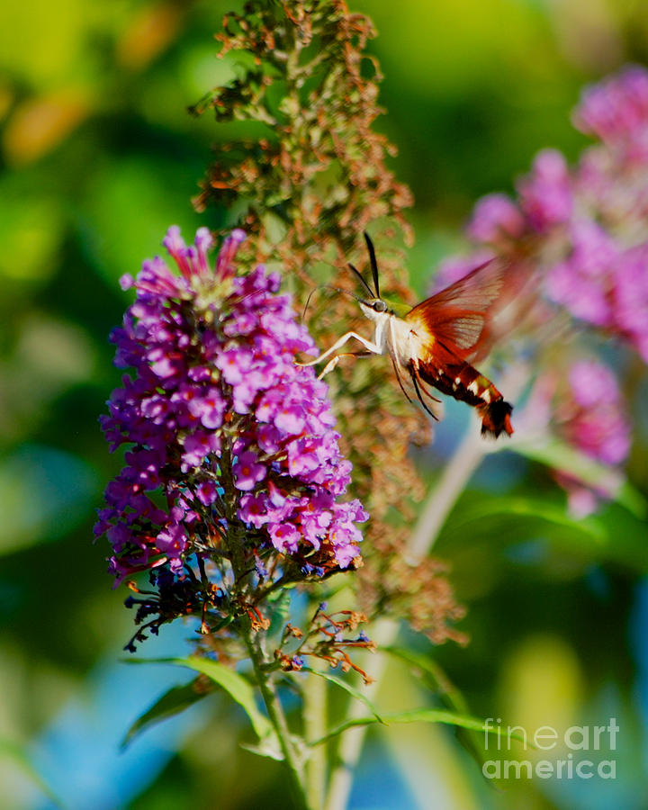 Snowberry Clearwing Hummingbird Moth #5 Photograph by Mark Dodd