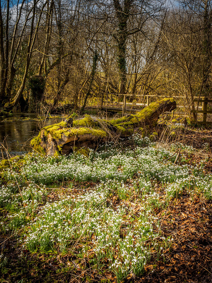 Snowdrop Woods Photograph by Mark Llewellyn