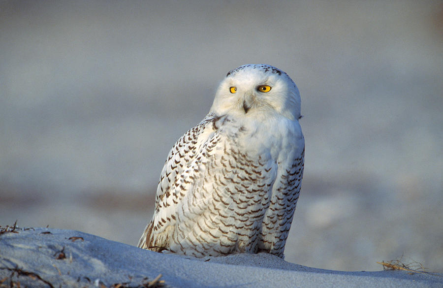Snowy Owl #5 Photograph by Paul J. Fusco