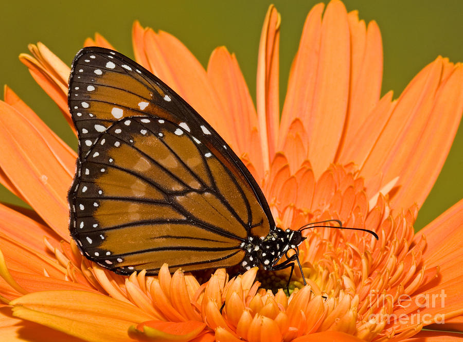 Soldier Butterfly Danaus Eresimus #5 Photograph by Millard H. Sharp