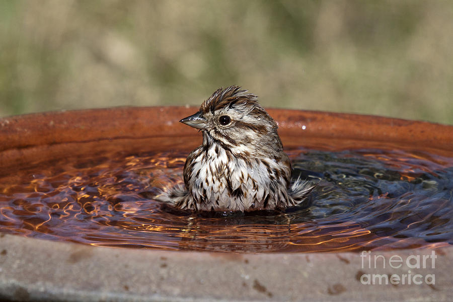 Song Sparrow #5 Photograph by Linda Freshwaters Arndt