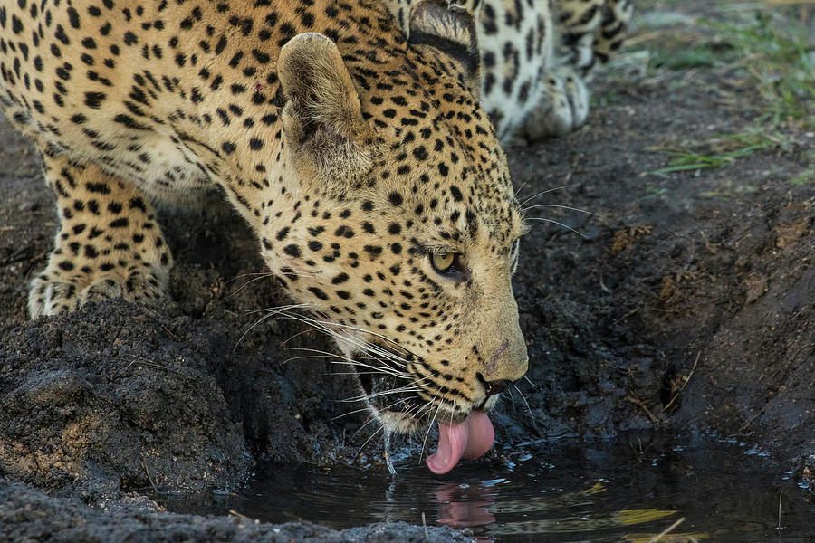 Leopard Photograph - South Africa, Sabi Sabi Private Game #5 by Jaynes Gallery