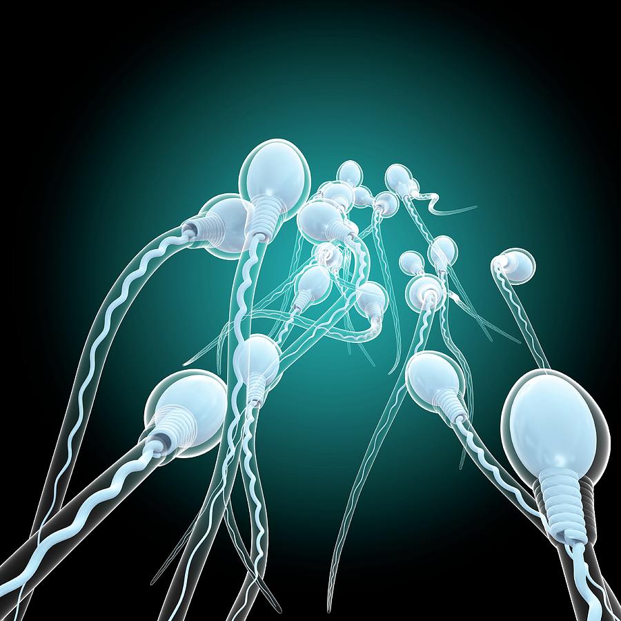 Sperm Sex Cells #5 by Pixologicstudio/science Photo Library