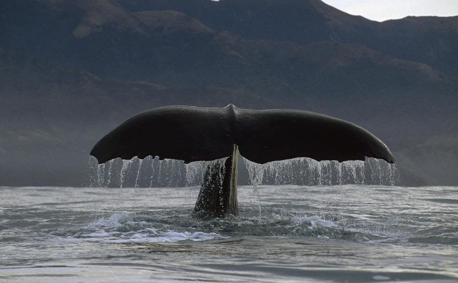 Sperm Whale Tail New Zealand #5 Photograph by Flip Nicklin