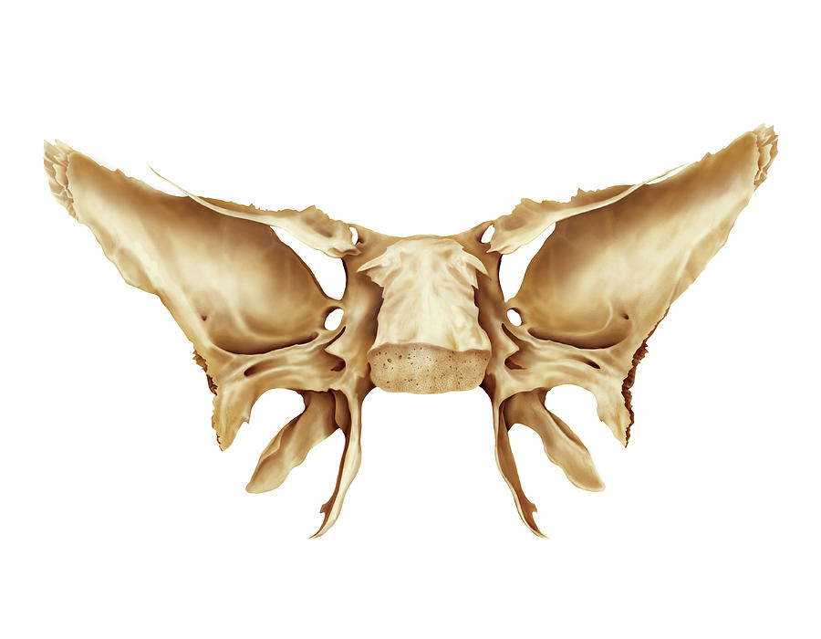 Sphenoidal Bone Photograph By Asklepios Medical Atlas 5413