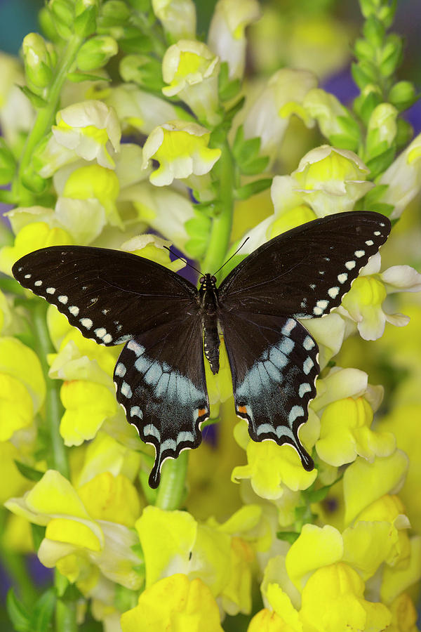 Butterfly Photograph - Spicebush Swallowtail, Papilio Troilus #5 by Darrell Gulin