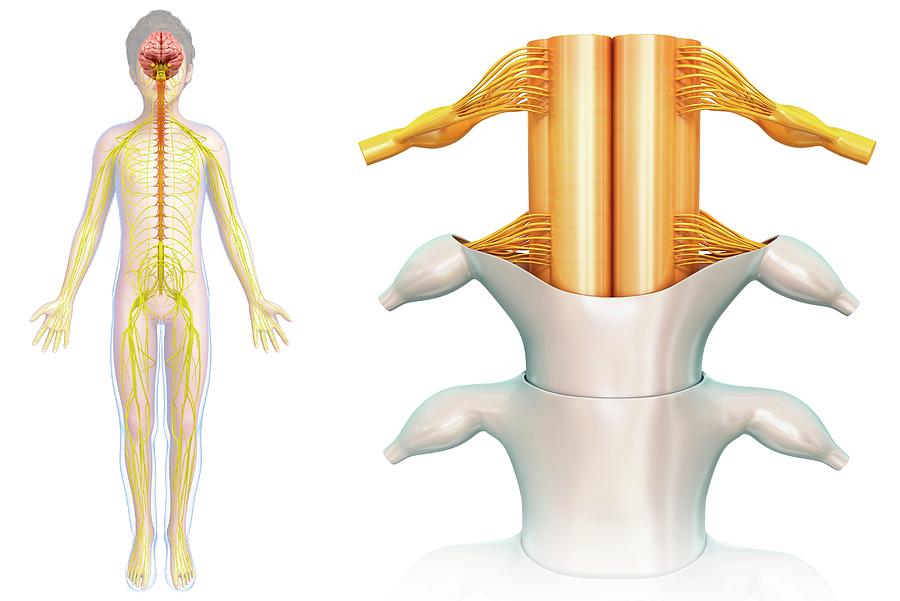 Spinal Cord Anatomy Photograph by Pixologicstudio/science Photo Library