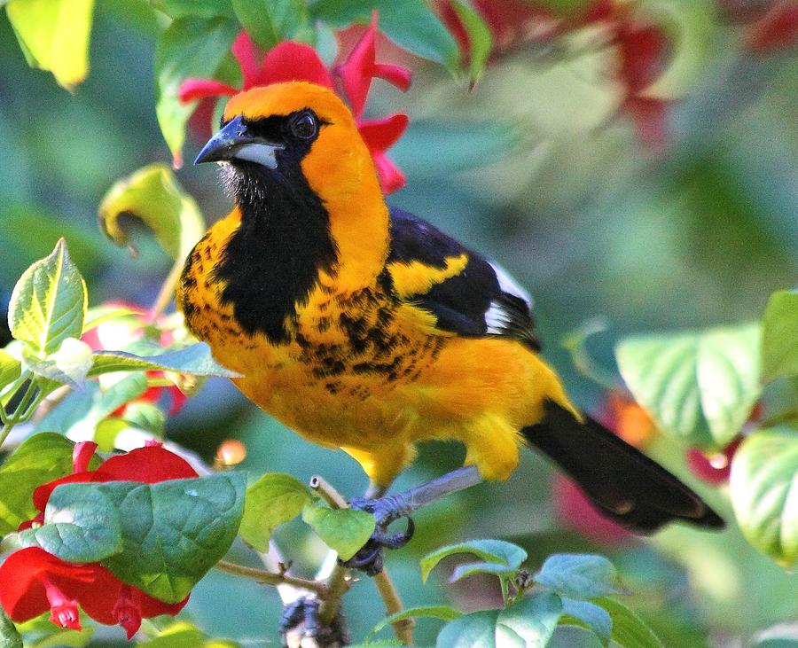 Spot-Breasted Oriole #5 Photograph by Dart Humeston