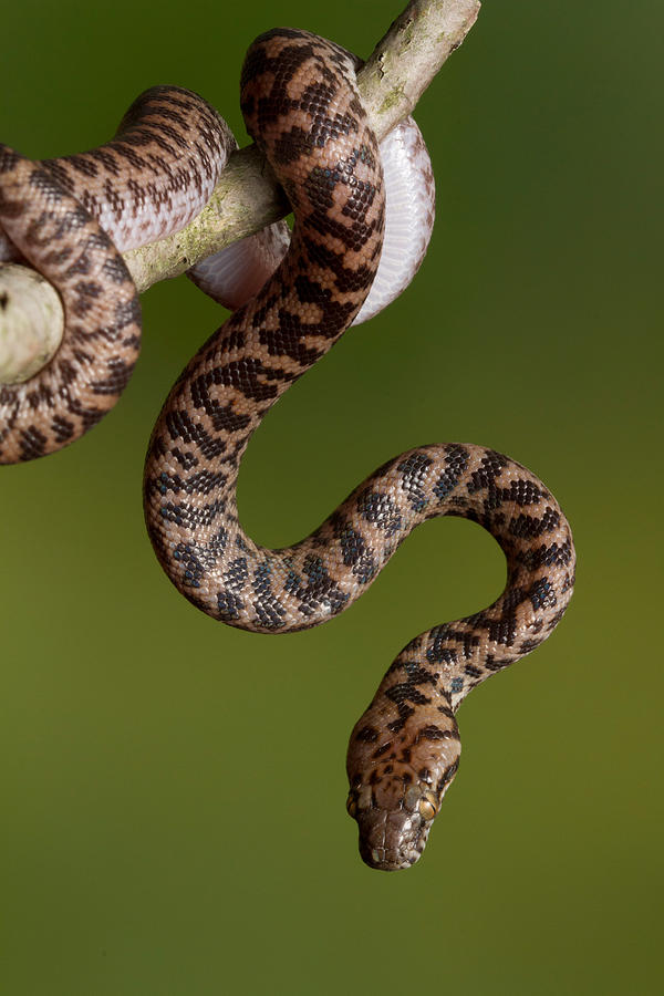 Spotted Python Antaresia Maculosa #5 Photograph by David Kenny