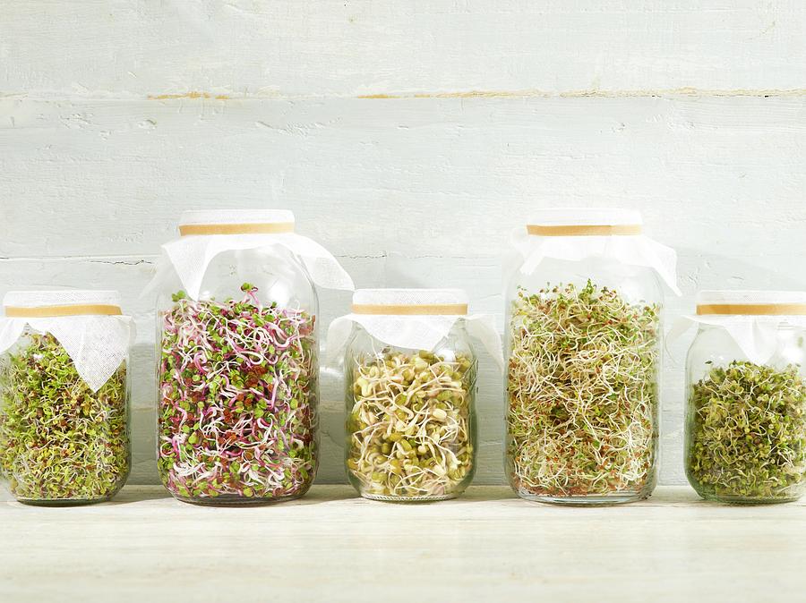 Sprouting Beans In Jars #5 Photograph by Science Photo Library