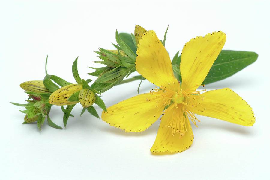 Flower Photograph - St Johns Wort (hypericum Perforatum) #5 by Bildagentur-online/th Foto/science Photo Library