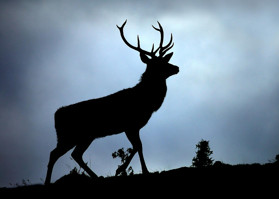 Stag silhouette #5 Photograph by Gavin Macrae