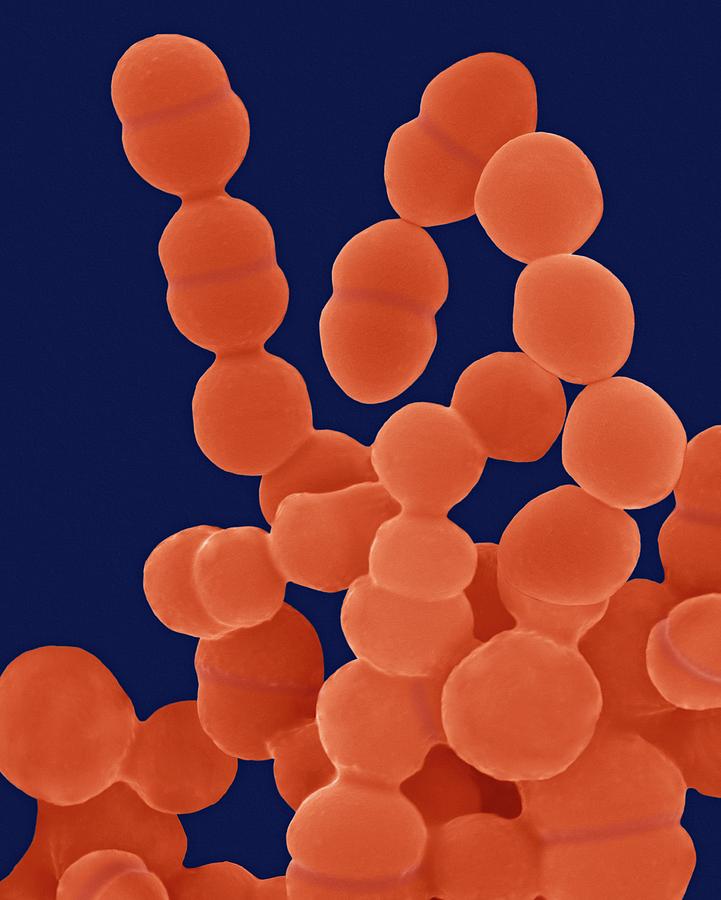 Staphylococcus Epidermidis #5 Photograph by Dennis Kunkel Microscopy/science Photo Library