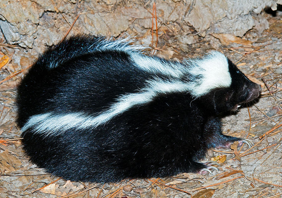 Striped Skunk Photograph by Millard H. Sharp - Fine Art America