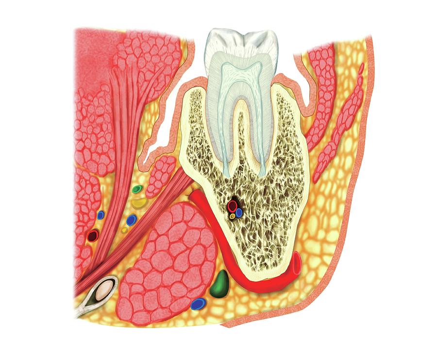 Structure Of A Molar #5 Photograph by Asklepios Medical Atlas