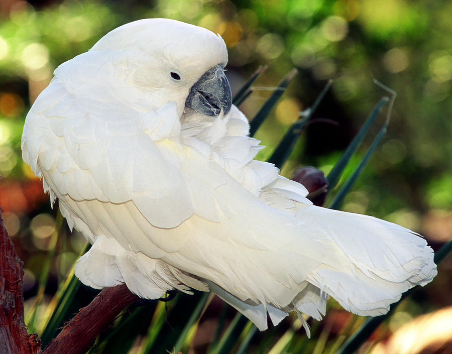 Sulfur-crested Cockatoo Photograph by Millard H. Sharp - Fine Art America