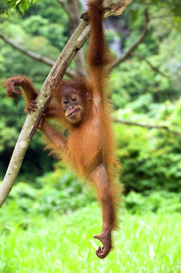 Sumatran Orangutan #5 Photograph by Tony Camacho/science Photo Library