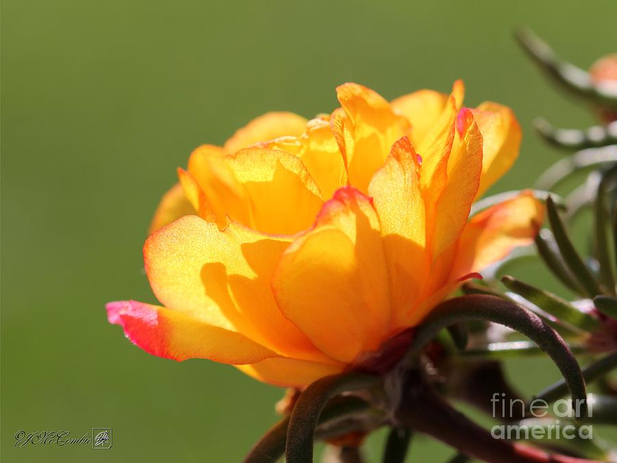 Sundial Portulaca #5 Photograph by J McCombie