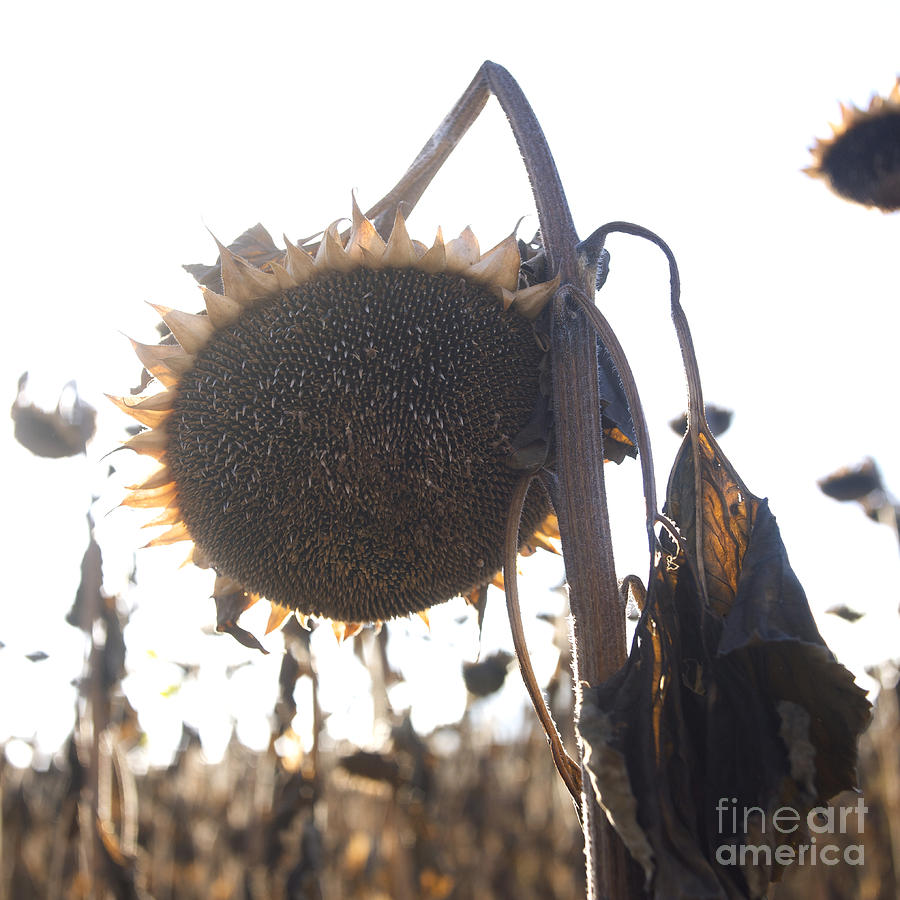 Sunflower Photograph - Sunflower #5 by Bernard Jaubert
