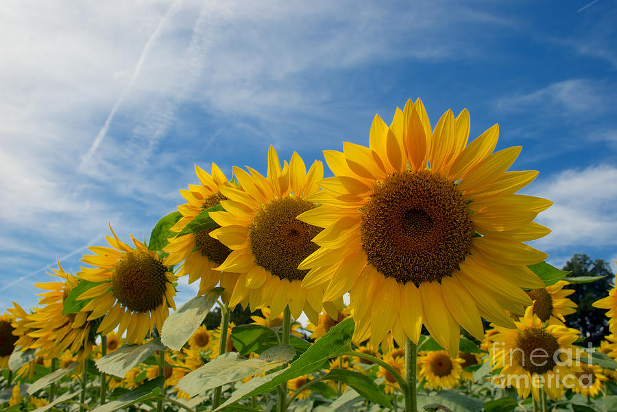 Sunflower #5 Photograph by Mark Dodd