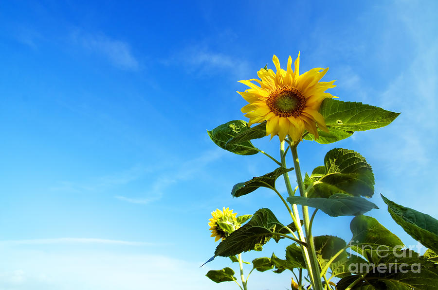 Sunflower Photograph - Sunflower #5 by Michal Bednarek