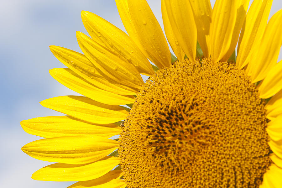 Sunflower #5 Photograph by Nick Mares