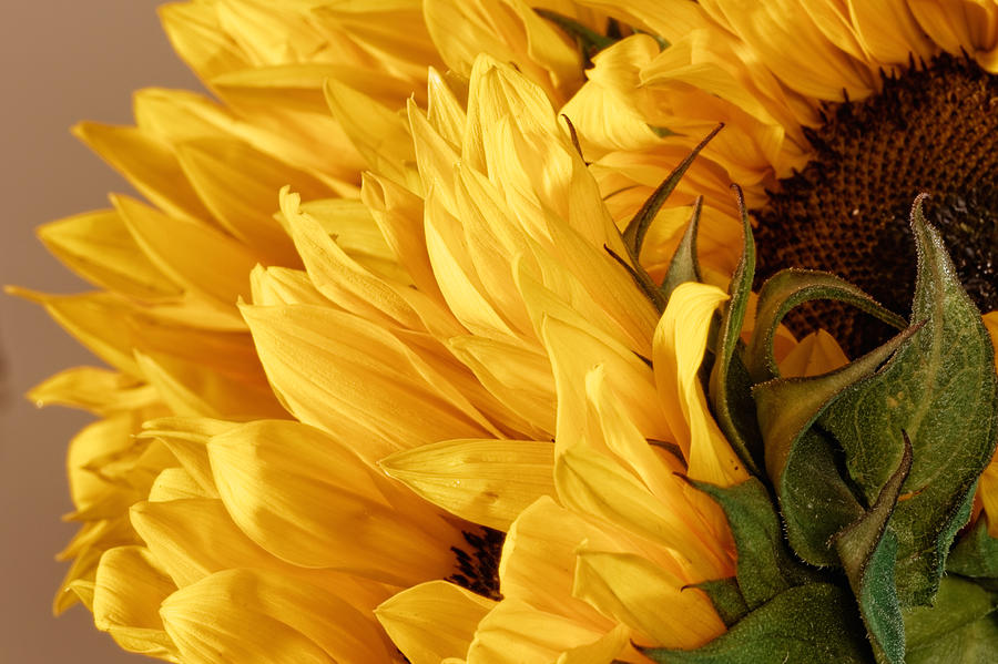 Sunflower #5 Photograph by Peter Lakomy