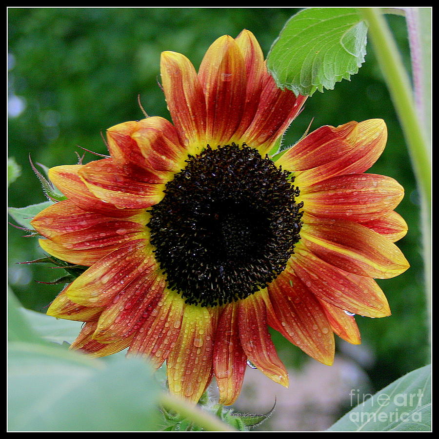 Sunflower Photograph by Robyn Pervin - Fine Art America