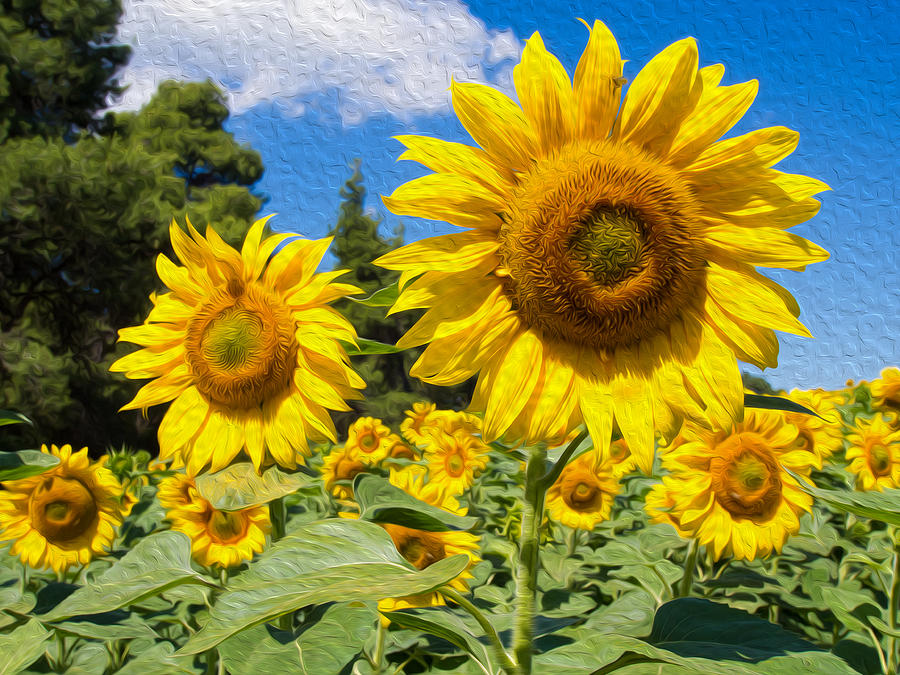 Sunflowers #7 Digital Art by Roy Pedersen