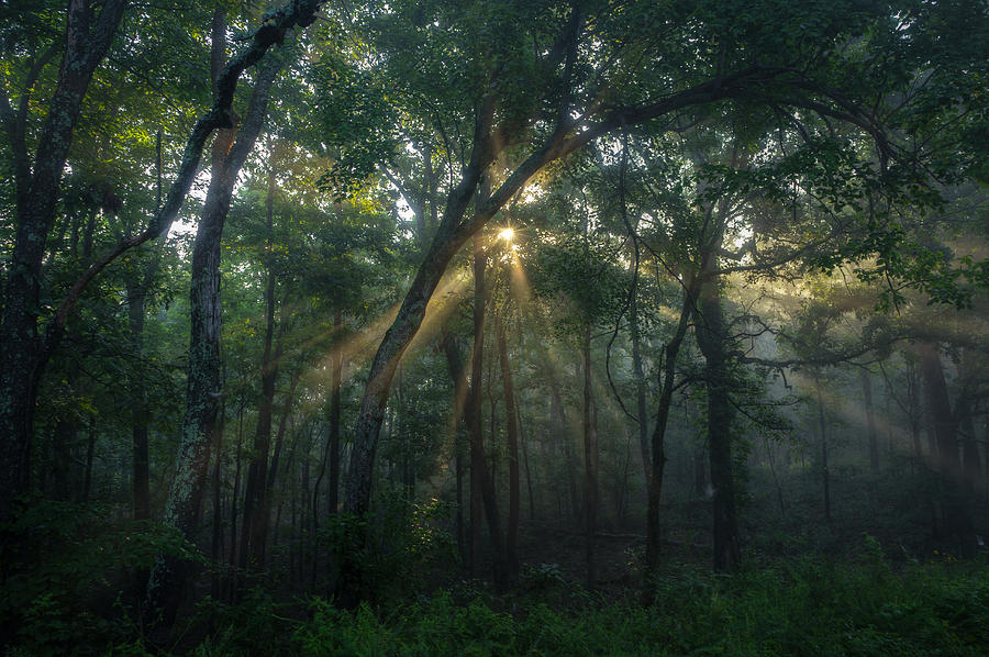 Sunlight in fog and trees #5 Photograph by David Dedman