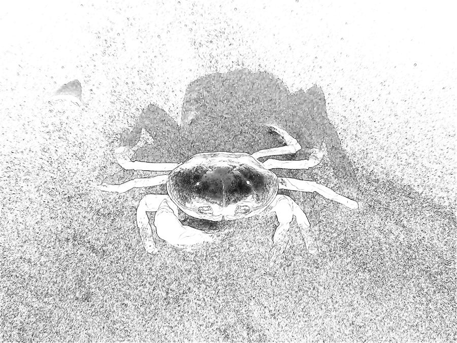 Sunning Sand Crab #5 Photograph by Joseph Hendrix