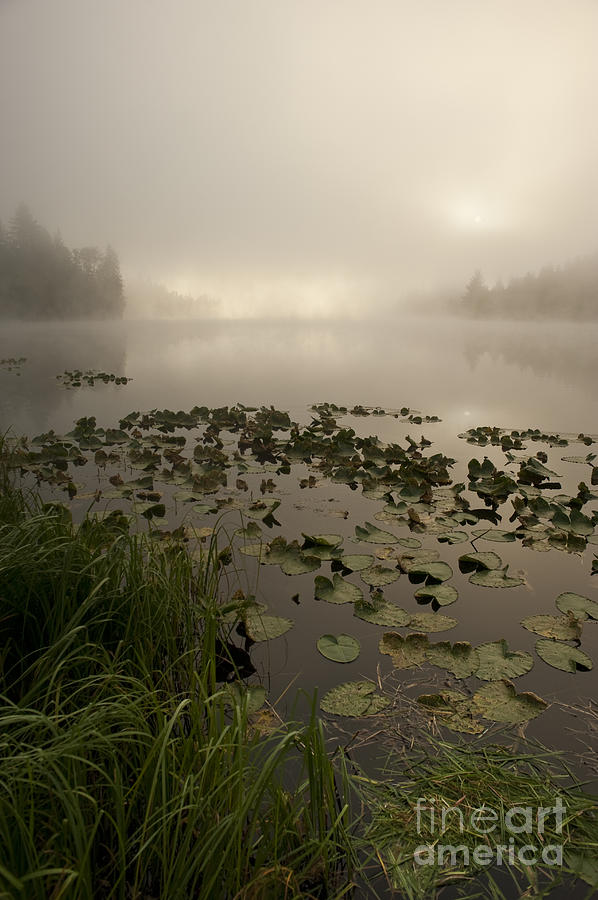 Sunrise lake in fog with trees shrouded in mist  #5 Photograph by Jim Corwin