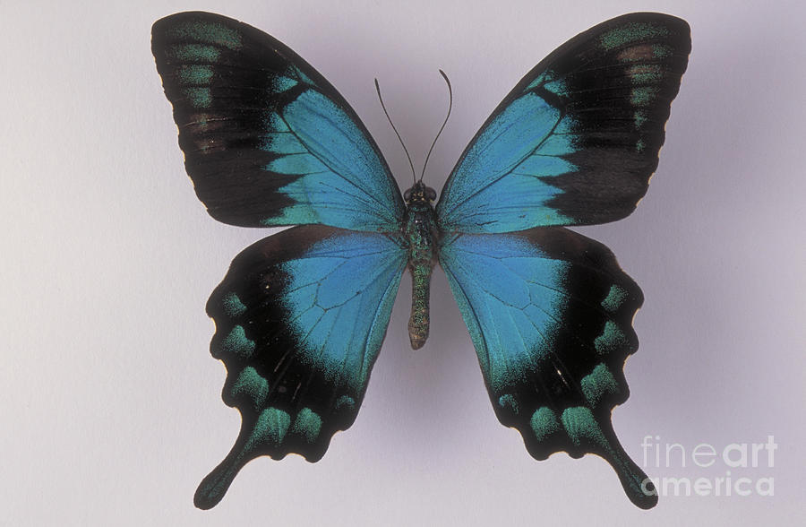 Swallowtail Butterfly #5 Photograph by Barbara Strnadova