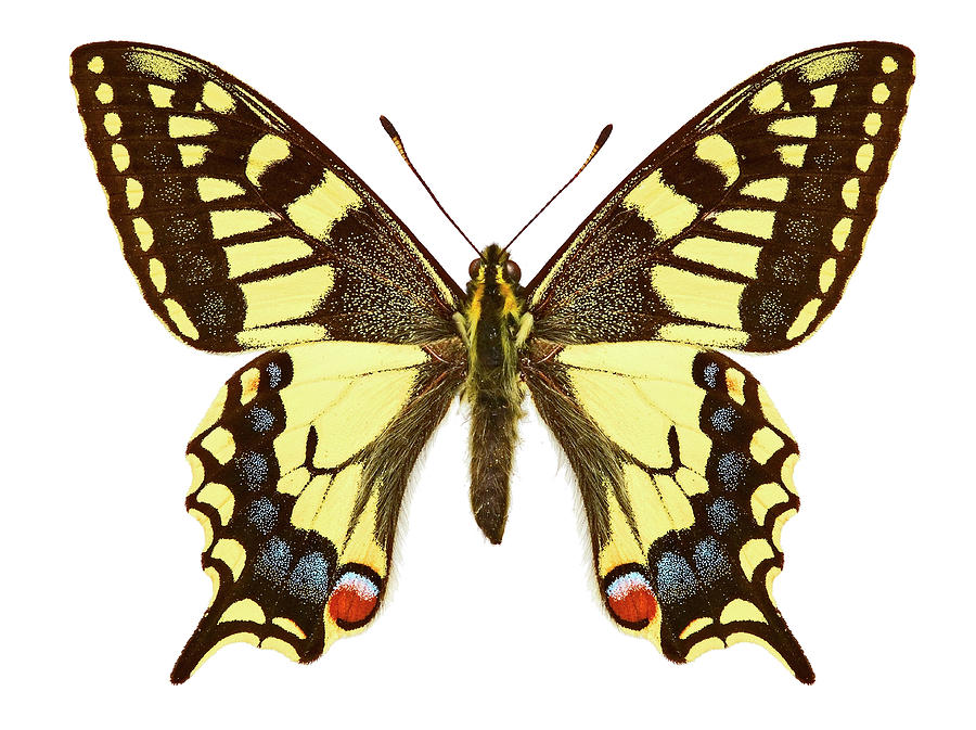 Swallowtail Butterfly Photograph by Natural History Museum, London/science Photo Library