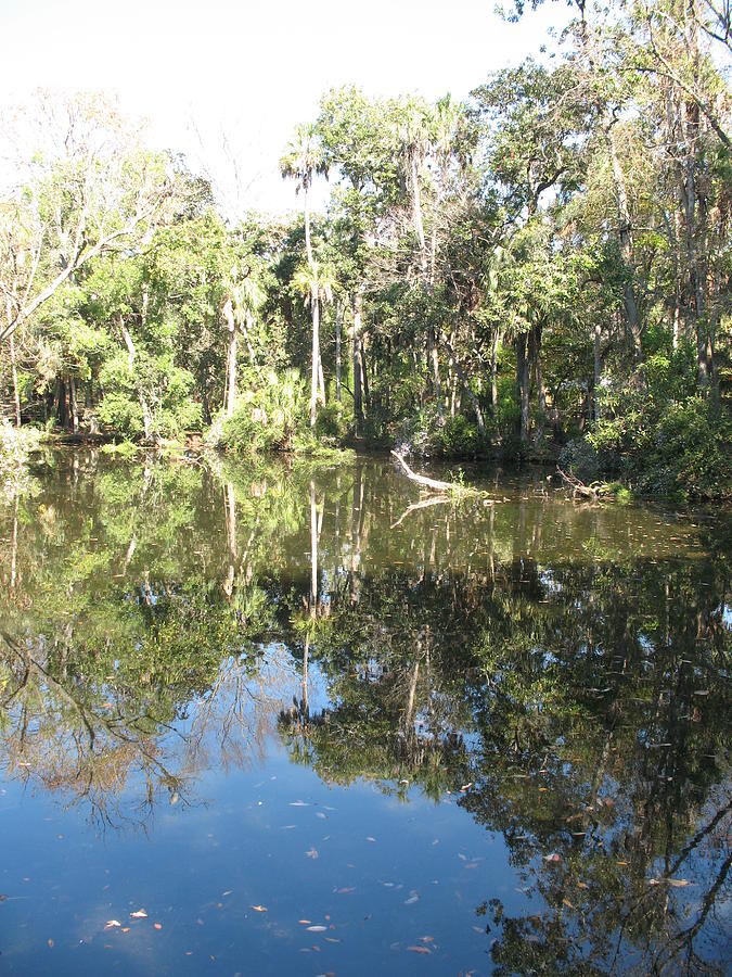 Swamp Reflection Photograph by Christiane Schulze Art And Photography ...